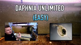 How I Raise Daphnia Water Fleas And You Can Too [upl. by Spalding]