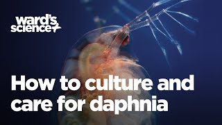 Caring and Culturing for Daphnia [upl. by Zischke452]