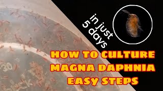 How to Culture Magna Daphnia Easily [upl. by Ferriter]