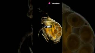 How to culture Daphnia for your Aquarium [upl. by Nagem]