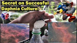 How to Culture Daphnia Successfully [upl. by Atile861]