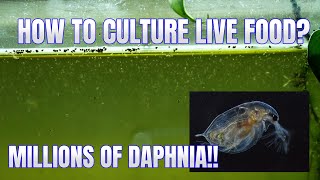 How to Culture Daphnia Secret Method to Breed MILLIONS  Simply Aquatic [upl. by Dalli273]