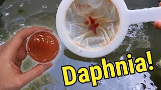 How I Culture Daphnia In Outdoor Tubs [upl. by Cordier616]