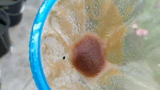 How to culture daphnia moina in a small container Part 1 English Subtitle [upl. by Ilojne533]