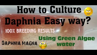 Daphnia MagnaHow to Culture Daphnia Easy wayCulturing Daphnia using Green water Daphnia [upl. by Yorke]