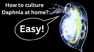 BEST Live Fish Food Beginner guide How to Culture Daphnia at home [upl. by Nason]