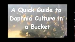 How to culture daphnia outside [upl. by Ghiselin]