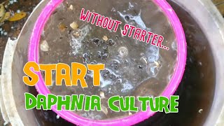 How to culture daphnia moina the easy way 1  Starting the Daphnia culture [upl. by Eseerehc]