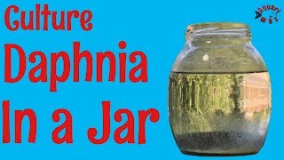 How to Culture Daphnia in a Jar [upl. by Tobie405]