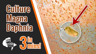 How to culture DAPHNIA MAGNA  The easy way [upl. by Enihpets]