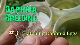 Daphnia Culture made simple and easy 3  Hatching Daphnia eggs [upl. by Elagiba]