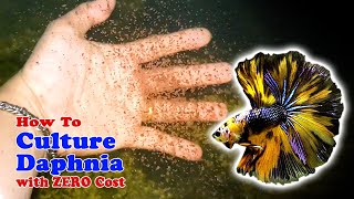 How to Culture Daphnia with ZERO Cost  Unlimited Live Food For Our Fish [upl. by Eelrehpotsirhc]