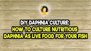 DIY Daphnia Culture How to Culture Nutritious Daphnia as Live Food for Your Fish [upl. by Alleb]