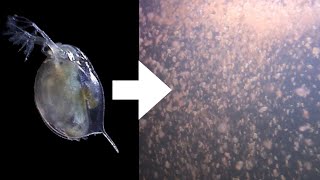 How I Culture Daphnia [upl. by Malvina]