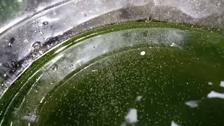 DAPHNIA MOINA CULTURE IN A SMALL BUCKET [upl. by Claresta99]