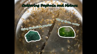 How To Culture Daphnia and Moinas using Green Water Spirulina powder [upl. by Abih]