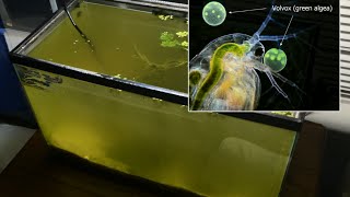 Raising Daphnia for the Freshwater Aquarium [upl. by Romie]