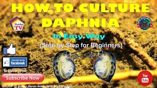 HOW TO CULTURE DAPHNIA In Easy Way [upl. by Mccord]